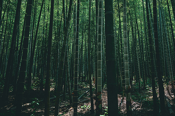 笹サイレージ開発の取り組みと現状についての画像