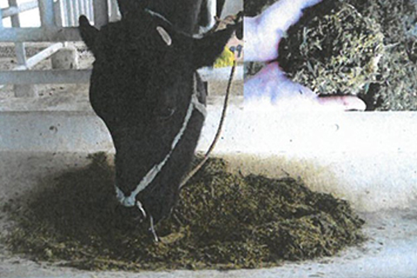 笹サイレージ給与の画像